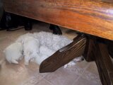 img_0251