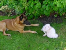 11-05-2003 Daisy mat Vasco op moederdag