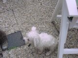 05-18-Daisy-Ntb-in-Water-Gevallen
