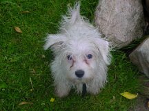 18-05-2003 Daisy in het water gevallen