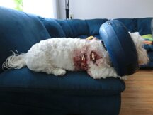 29-05-2012 Daisy weer thuis naar aanval Rotweiler