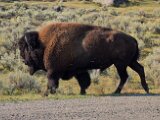08-26-Cook-City-MT-naar-West-Yellowstone