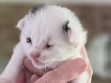 05-24-Onze-Nieuwe-Aanwinst-Poes-Mees